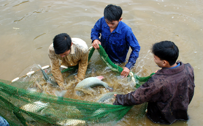 Hộ nông dân đã áp dụng hiệu quả tiến bộ khoa học kỹ thuật vào nuôi trồng thủy sản. Ảnh MQ