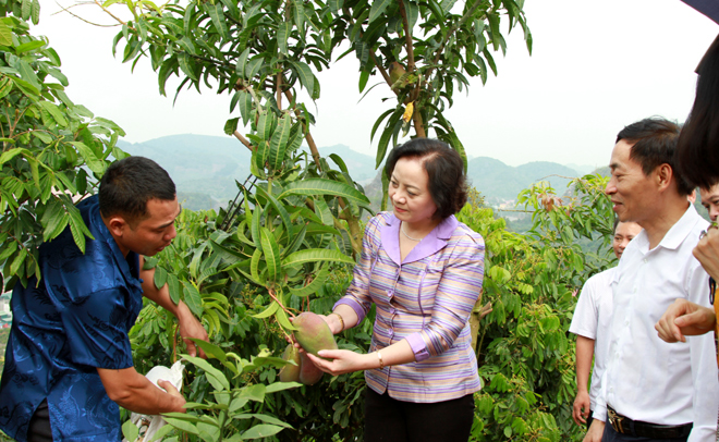 Đồng chí Bí thư Tỉnh ủy Phạm Thị Thanh Trà thăm mồ hình trồng xoài của Hợp tác xã cây ăn quả Đoàn Kết, xã Chiềng Mung, huyện Mai Châu.
