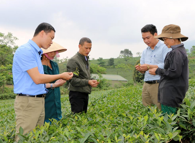 Huyện Văn Chấn phấn đấu sản lượng chè búp tươi đạt 50.000 tấn trong năm 2019.