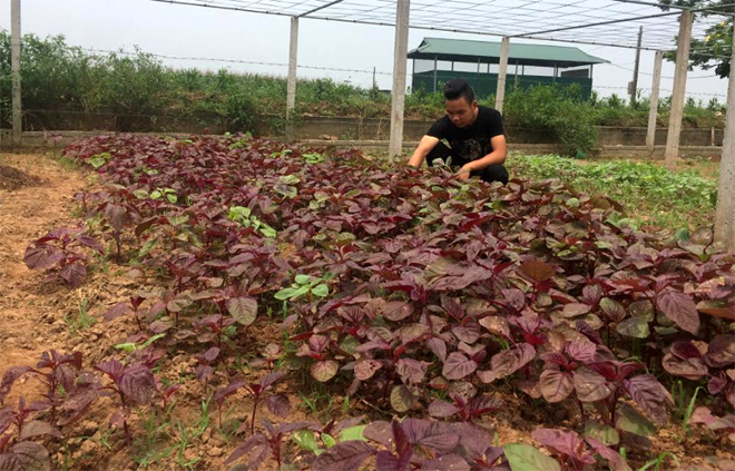 Từ sự hỗ trợ của Hội Doanh nhân trẻ tỉnh, Nguyễn Mạnh Hiếu đã xây dựng được mô hình trồng rau an toàn của mình.