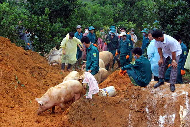 Lực lượng dân quân thị trấn Nông trường Trần Phú, huyện Văn Chấn hỗ trợ tiêu hủy lợn mắc bệnh dịch tả lợn châu Phi.
