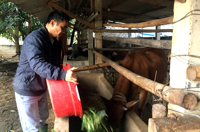 Chăn nuôi đại gia súc là một trong những thế mạnh của xã Lâm Giang.