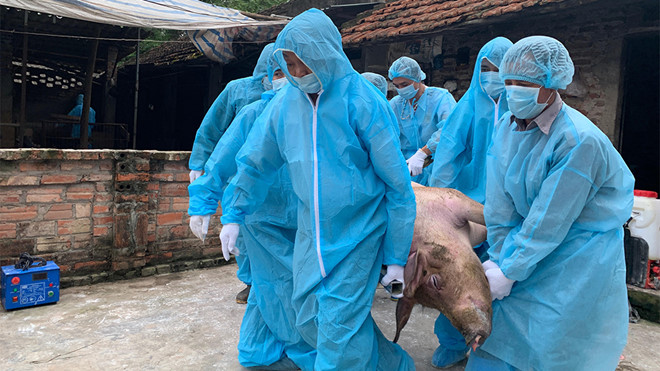 Xử lý lợn nhiễm dịch tả lợn châu Phi tại xã Hoàng Diệu (huyện Chương Mỹ, Hà Nội) trong ngày 10.5