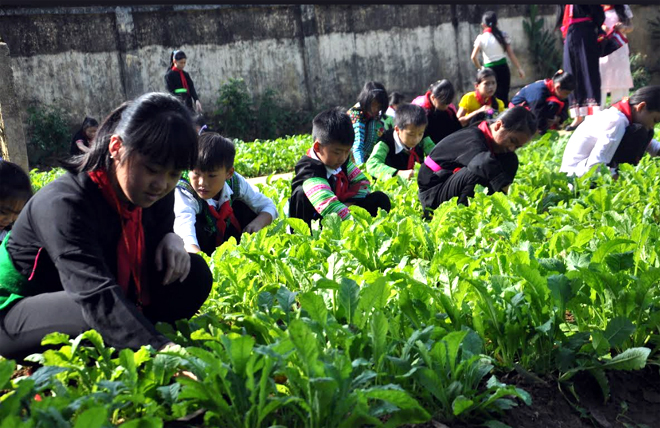 Học sinh Trường Phổ thông Dân tộc nội trú THCS huyện Văn Chấn chăm sóc Mô hình “Vườn rau sạch của em