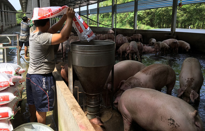 Giữ vệ sinh chuồng trại và cho ăn thức ăn đạt tiêu chuẩn là những biện pháp hữu hiệu phòng, chống dịch tả lợn châu Phi.