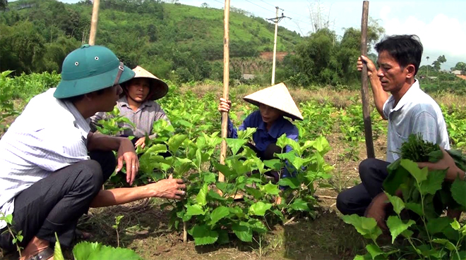 Nông dân Chấn Thịnh trao đổi kỹ thuật trồng dâu.