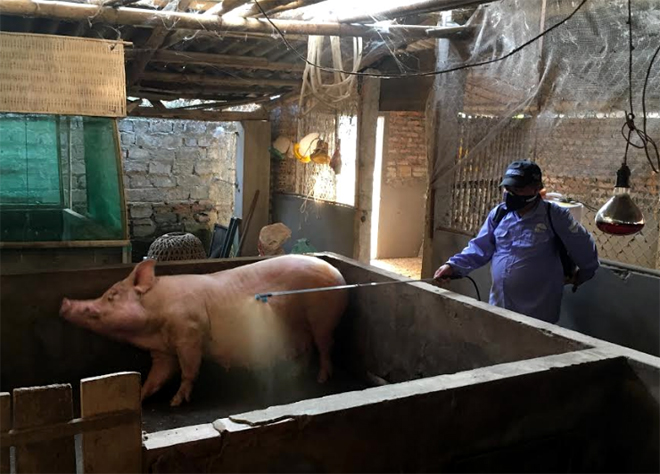 Ông Nguyễn Thành Đô - Trưởng thôn Đông Thịnh trực tiếp phun tiêu độc khử trùng cho các hộ chăn nuôi lợn trong thôn.