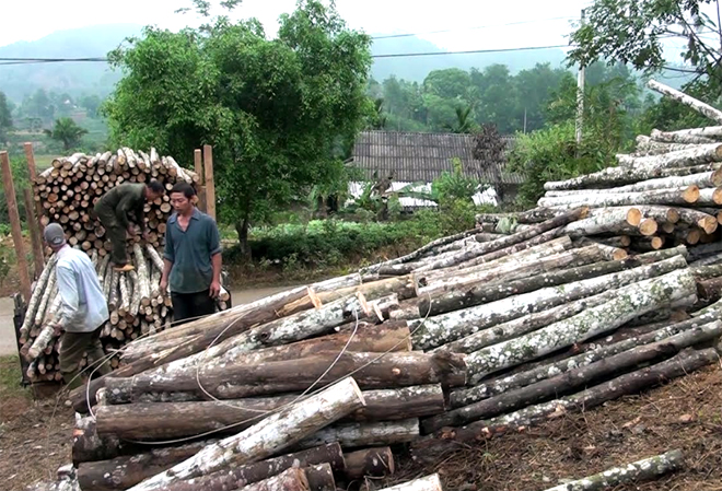 Nhân dân xã Bình Thuận khai thác gỗ rừng trồng.