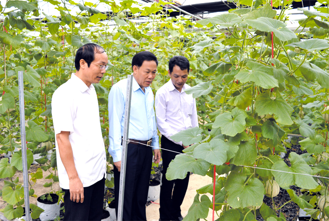 Đồng chí Nguyễn Văn Khánh - Phó Chủ tịch UBND tỉnh cùng lãnh đạo Sở Khoa học và Công nghệ kiểm tra việc trồng giống dưa Kim Cô Nương tại Trại thực nghiệm của Trung tâm Ứng dụng, Kỹ thuật, Thông tin khoa học và Công nghệ.