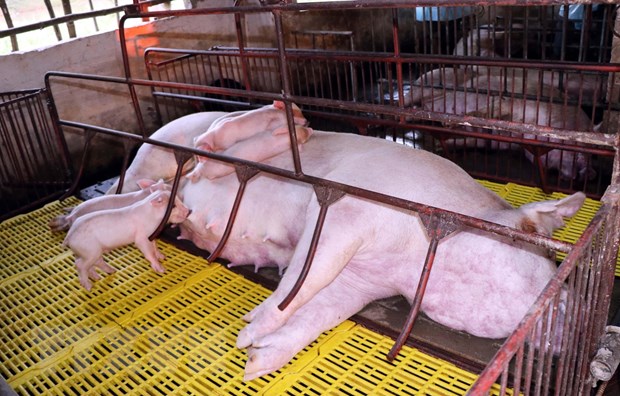 Lợn bị chết nằm la liệt trong chuồng của hộ chăn nuôi Đặng Văn Đoàn, tổ 6, thị trấn huyện Cẩm Xuyên, Hà Tĩnh.