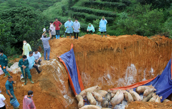Yên Bái đã tổ chức tiêu hủy  847 con lợn mắc và nghi mắc bệnh DTLCP với trọng lượng 40 tấn.