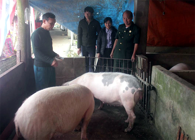 Nhiều gia đình hội viên ở Hán Đà chăn nuôi lợn có thu nhập gần 100 triệu đồng/năm.