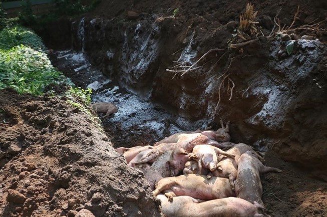Tiêu hủylợnnhiễm bệnh tại hai ổ dịch ở huyện Phú Giáo (Bình Dương).