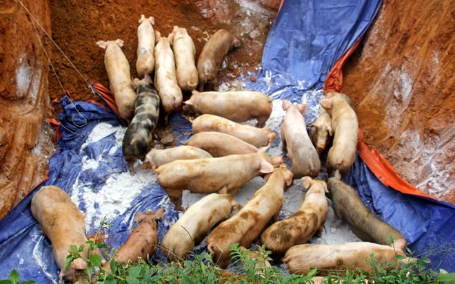 Yên Bái đã 18 xã, phường, thị trấn có lợn mắc dịch với tống số lợn phải tiêu hủy là 1.526 con, trọng lượng trên 65,3 tấn.