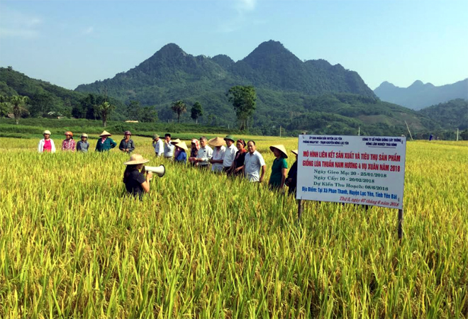 Nông dân xã Phan Thanh tham quan đầu bờ mô hình liên kết sản xuất lúa thuần Nam Hương 4.