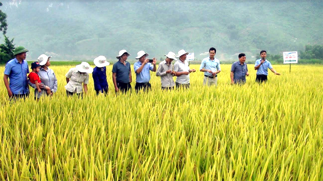 Hội thảo đánh giá mô hình trình diễn giống lúa Lộc Trời 153 tại xã Tân Lập.