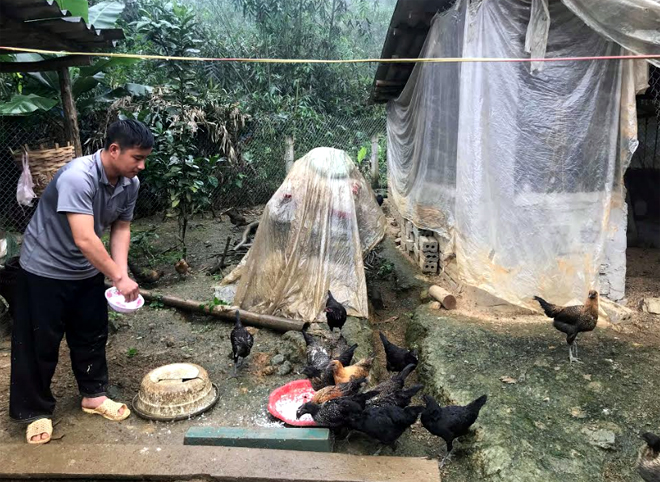 Mô hình nuôi gà đen bản địa của anh Cháng A Vàng tại thôn Khuôn Bổ, xã Hồng Ca.