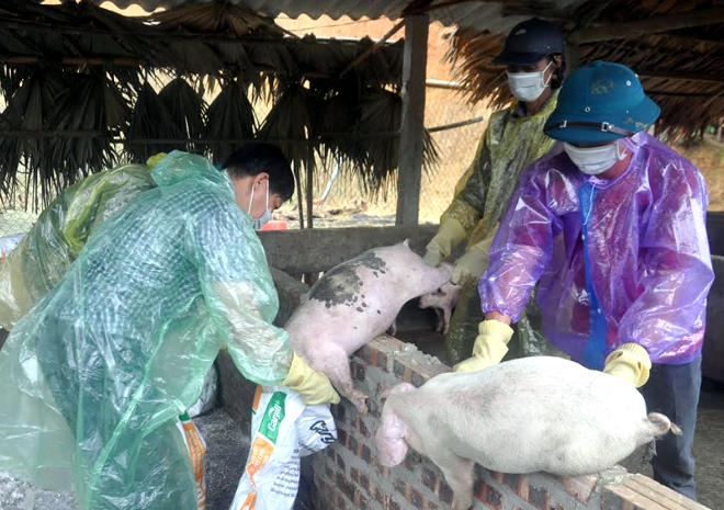 Lực lượng chức năng đưa lợn nhiễm bệnh đi tiêu hủy.