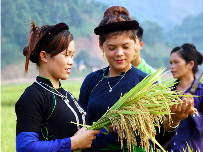 Vùng cao Văn Yên được mùa.