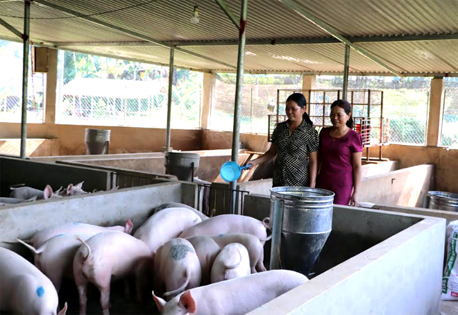 Hội viên phụ nữ trong tỉnh thực hiện nghiêm túc, đầy đủ các biện pháp phòng, chống bệnh dịch tả lợn châu Phi. 
