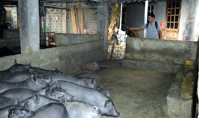 Ông Nguyễn Chiến Thắng, thôn Pá Sổ thường xuyên phun tiêu độc khử trùng khu vực chăn nuôi đảm bảo không để dịch bệnh ảnh hưởng đến đàn vật nuôi.