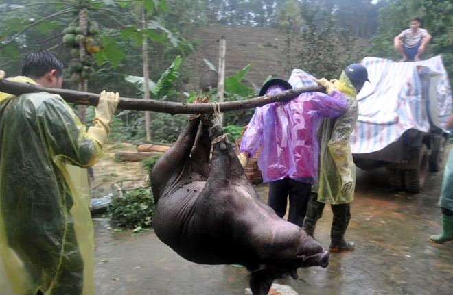 Lực lượng chức năng tiêu hủy đàn lợn bị nhiễm bệnh dịch tả lợn châu Phi.