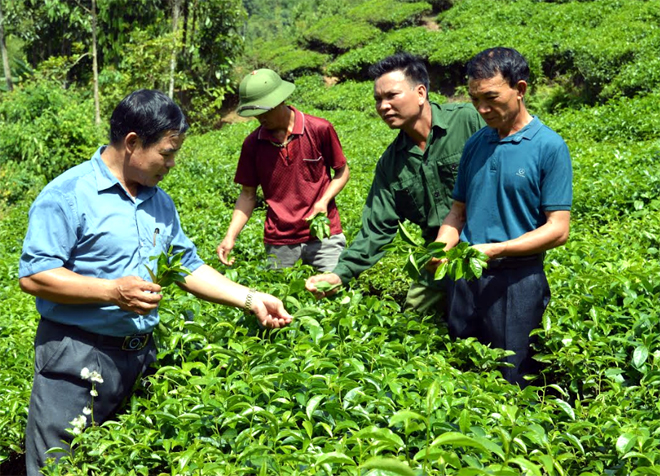 Cán bộ xã Bình Thuận trao đổi với người dân về kỹ thuật chăm sóc chè.