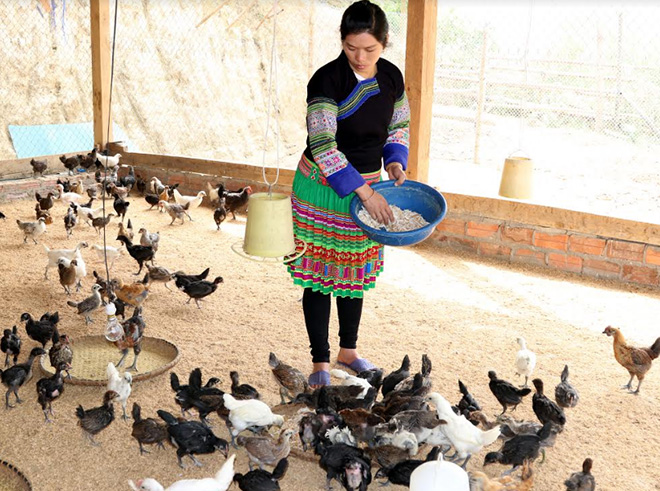 Mô hình nuôi gà đen giống bản địa của nông dân xã Lao Chải, huyện Mù Cang Chải thu nhập trên 100 triệu đồng/năm.