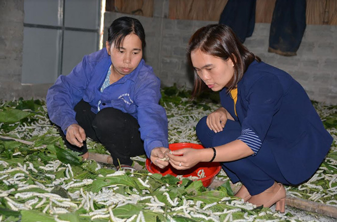 Chị Phạm Thị Huyền ở thôn 1, xã Đào Thịnh (bên trái) đang nuôi lứa tằm thứ 4 vụ xuân năm nay.