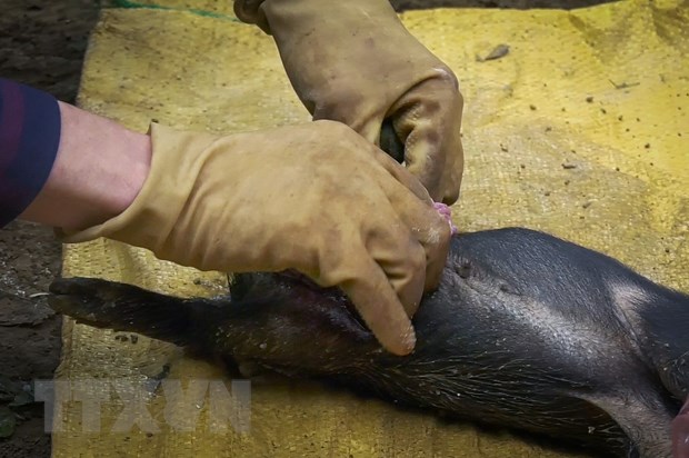 Một cá thể lợn bị nhiễm bệnh tả lợn châu Phi được các cán bộ thú y xã Hiền Lương kiểm tra.