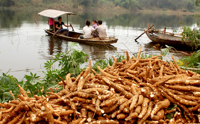 Sắn củ thu hoạch trên các đảo ở hồ Thác Bà.