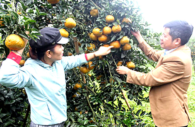 Cam sành là cây trồng thế mạnh kinh tế của huyện Lục Yên.