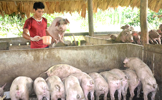 Chính sách hỗ trợ chăn nuôi lợn giúp các doanh nghiệp và người dân tái đàn phục hồi sản xuất sau dịch.