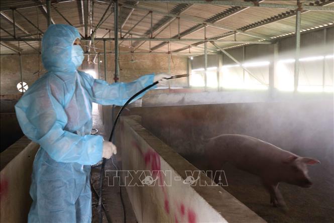 Hộ gia đình chị Hoàng Thị Phương, xã Xuân Lai, huyện Gia Bình, tỉnh Bắc Ninh, tập trung phun khử trùng nhằm phòng, chống dịch bệnh tả lợn Châu Phi.