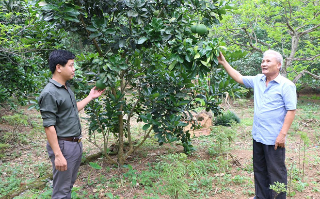 Ông Nguyễn Văn Dựng - người tiên phong mang giống cây ăn quả có múi về thôn Hồng Hà, xã Nga Quán và vận động nhân dân cùng phát triển kinh tế.