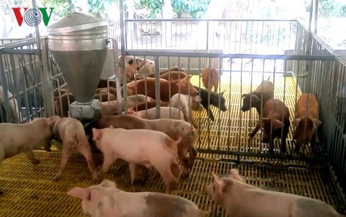 Giá lợn hơi tăng mạnh kéo theo giá thịt lợn thương phẩm tăng cao.