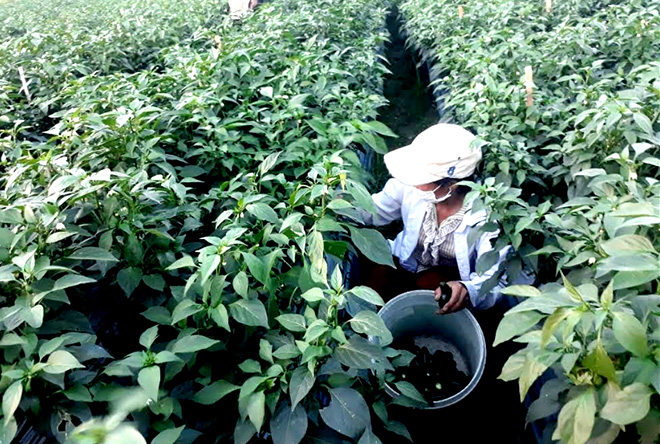 Mô hình trồng ớt xuất khẩu ở xã Thanh Lương.