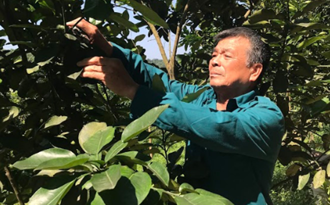 Ha Phuc Tien works at grapefruit garden