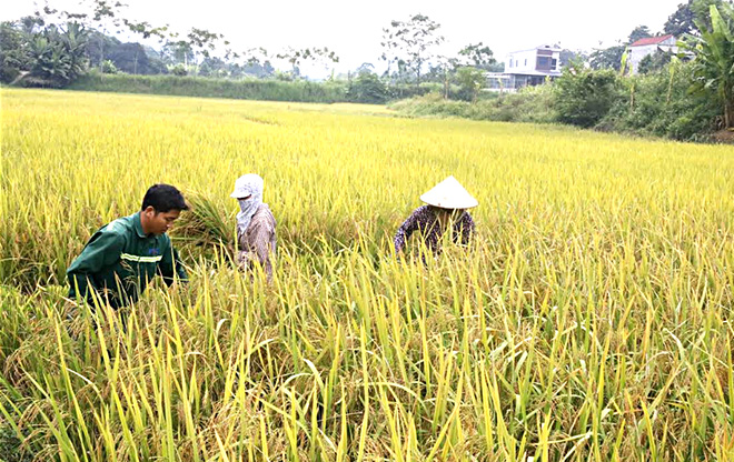 Đến trung tuần tháng 5, toàn tỉnh thu hoạch được 1.565 ha lúa xuân.