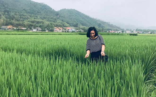 Giám đốc Phạm Thị Đông thăm cánh đồng cấy lúa Séng cù ở Mường Lò.