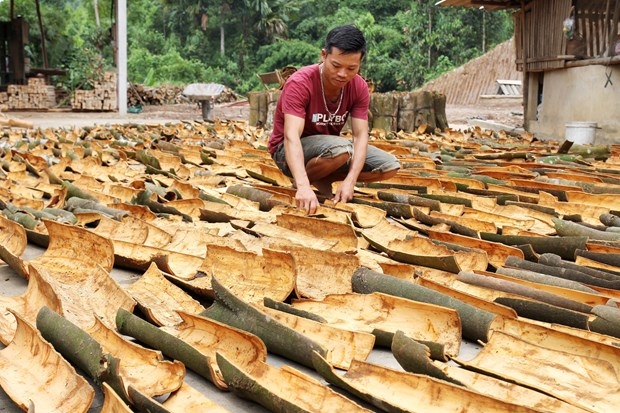 Các doanh nghiệp, hợp tác xã, cơ sở chế biến kinh doanh quế trên địa bàn huyện Văn Yên đẩy mạnh sản xuất, xuất khẩu quế sau ảnh hưởng của dịch Covid-19.