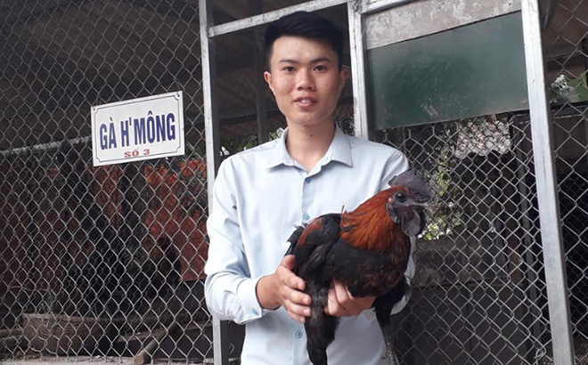 Anh Nguyễn Thanh Bình, trú tại thôn Ba Khe, xã Cát Thịnh phát triển kinh tế với mô hình nuôi giống gà Mông đặc sản.