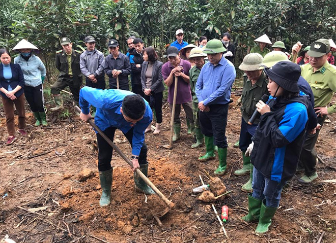 Lãnh đạo huyện Trấn Yên và cán bộ khuyến nông hướng dẫn nông dân xã Hưng Khánh kỹ thuật trồng tre măng Bát độ.