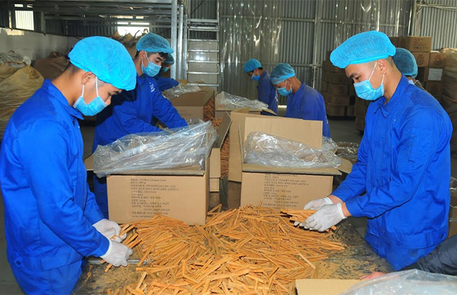 Workers at Vietnam Cinnamon Cooperative in Dao Thinh commune, Tran Yen district.