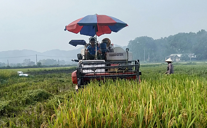 Nông dân xã Việt Cường, huyện Trấn Yên áp dụng cơ giới hóa để khẩn trương thu hoạch lúa đông xuân.