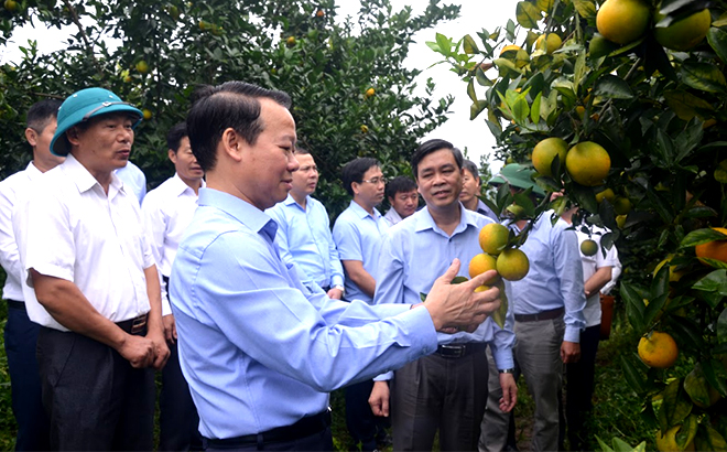Đồng chí Đỗ Đức Duy - Ủy viên Ban Chấp hành Trung ương Đảng, Bí thư Tỉnh ủy thăm mô hình trồng cây có múi tại thị trấn Nông trường Trần Phú, huyện Văn Chấn.