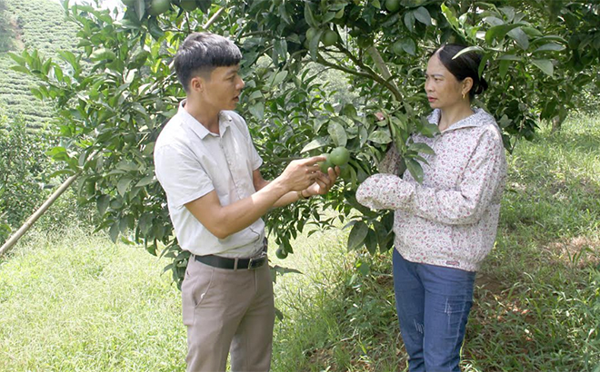 Lãnh đạo xã Đại Lịch trao đổi kinh nghiệm trong chuyển đổi cơ cấu cây trồng với chị Trần Thị Thoa ở thôn Kè.