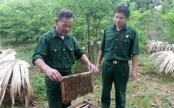 Một mô hình nuôi ong của hội viên cựu chiến binh xã Đào Thịnh cho thu nhập gần 100 triệu đồng/năm.