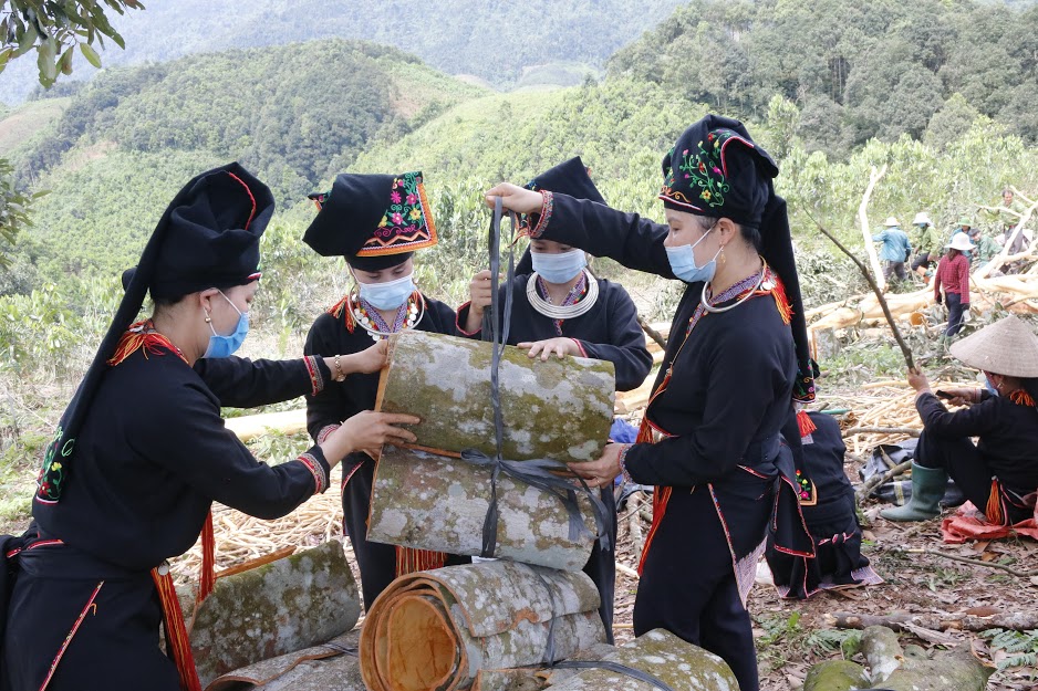 Dao people in Vien Son commune, Van Yen district enjoy cinnamon harvest
