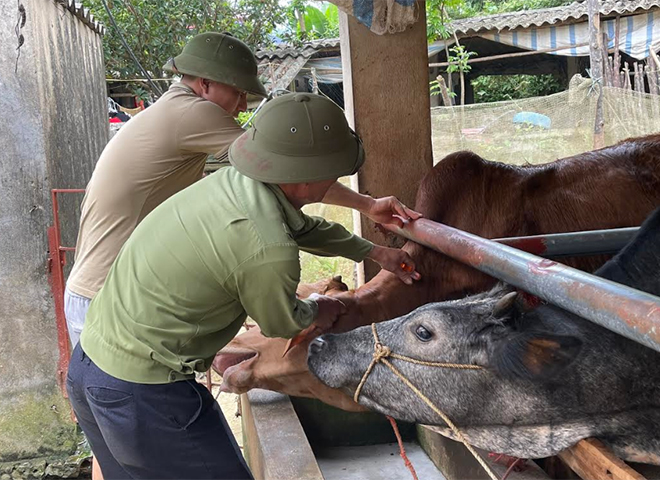 Hộ anh Trần Văn Thế ở thôn 9 Tiên Đồng, xã Nghĩa Tâm được tiêm vắc - xin viêm da nổi cục cho 6 con bò trong diện tiêm.  (Ảnh chụp trước 27/4)